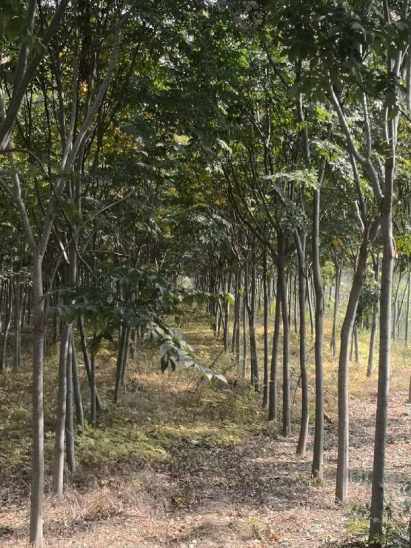 河南栾树北栾可视频看货，产地直销开挖上车一条龙服务