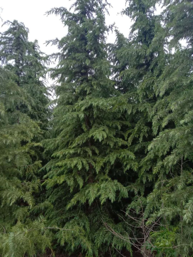 雪松雪松小苗松树河南雪松可视频看货产地直销一条龙
