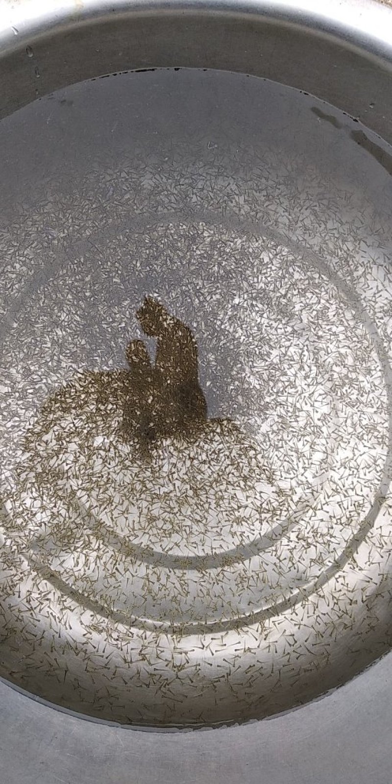 鳙鱼水花大头水花花鲢水花胖头鱼水花