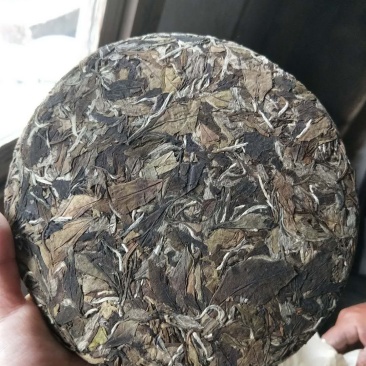福鼎高山白茶