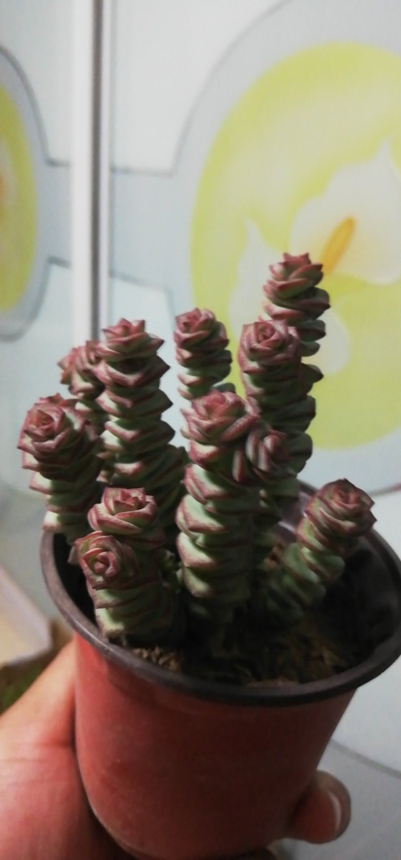 批发多肉