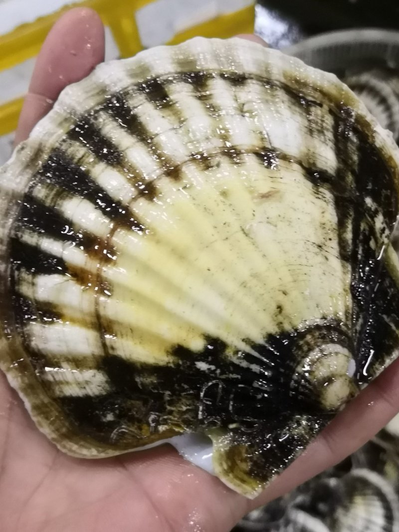 底播夏夷贝，扇贝，夏夷贝，鲜活夏夷贝，大连夏夷贝，