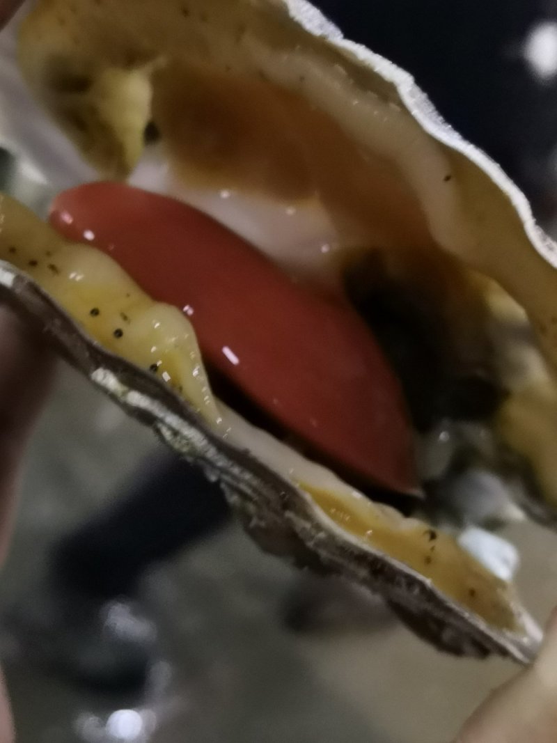 底播夏夷贝，扇贝，夏夷贝，鲜活夏夷贝，大连夏夷贝，