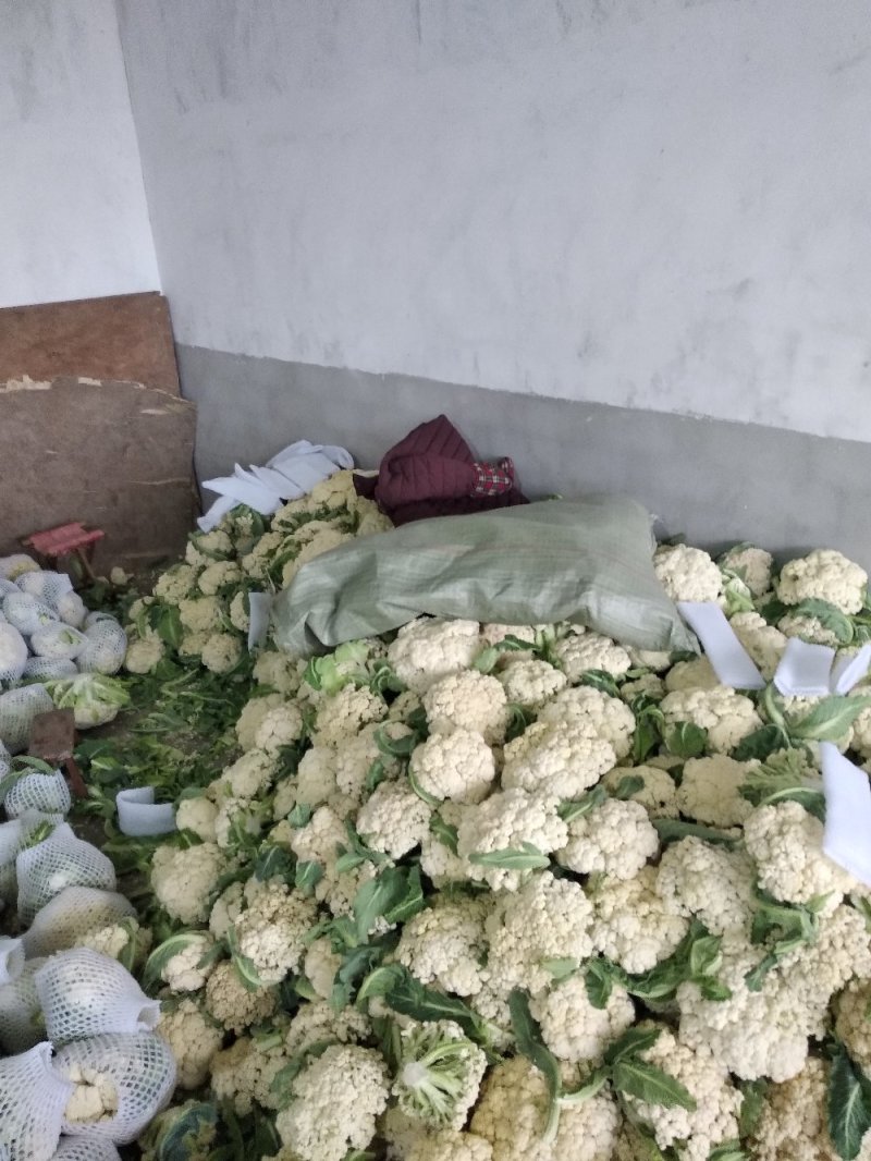 精品有机花2/3斤，产地直销，提供包装，代发全国及出口