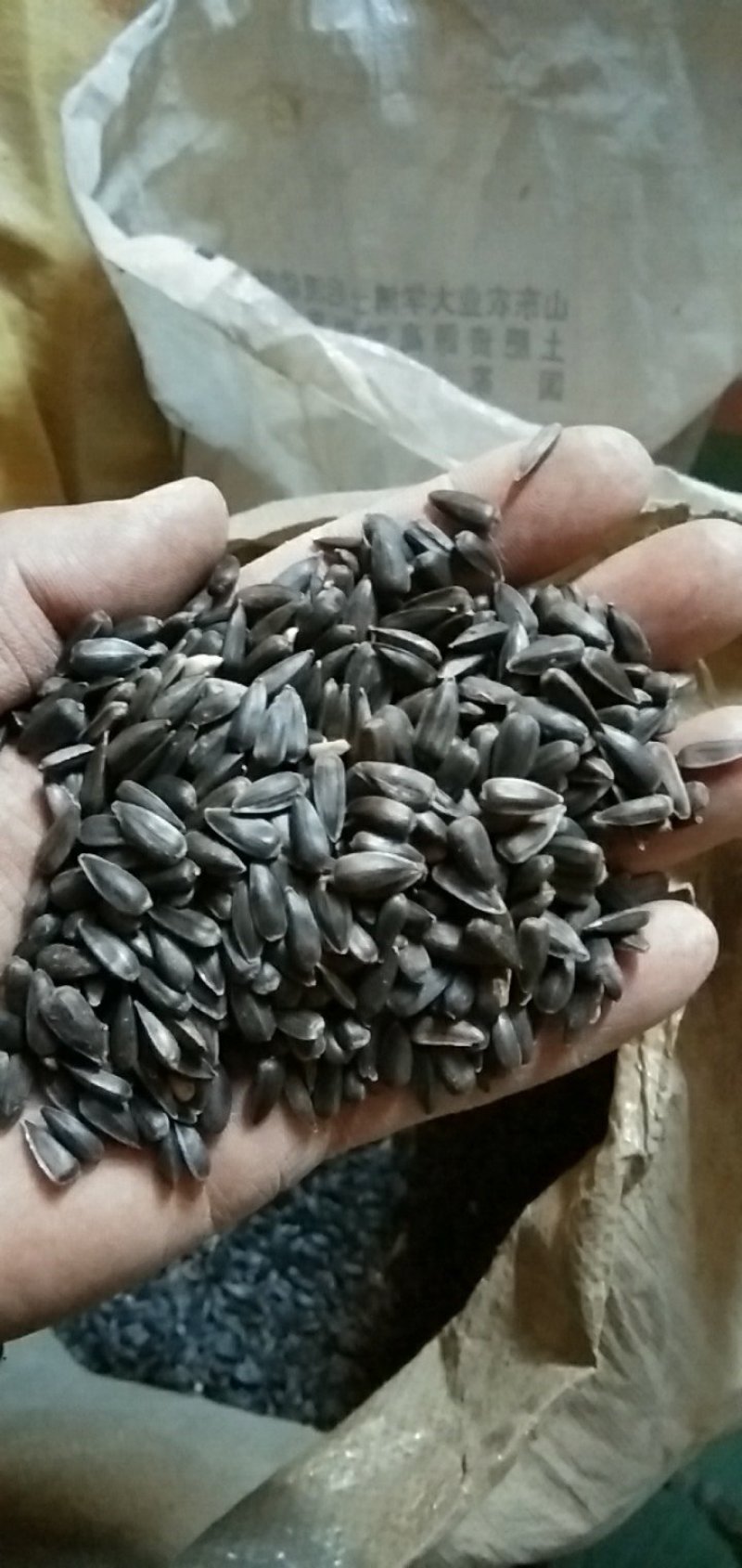 供应油葵