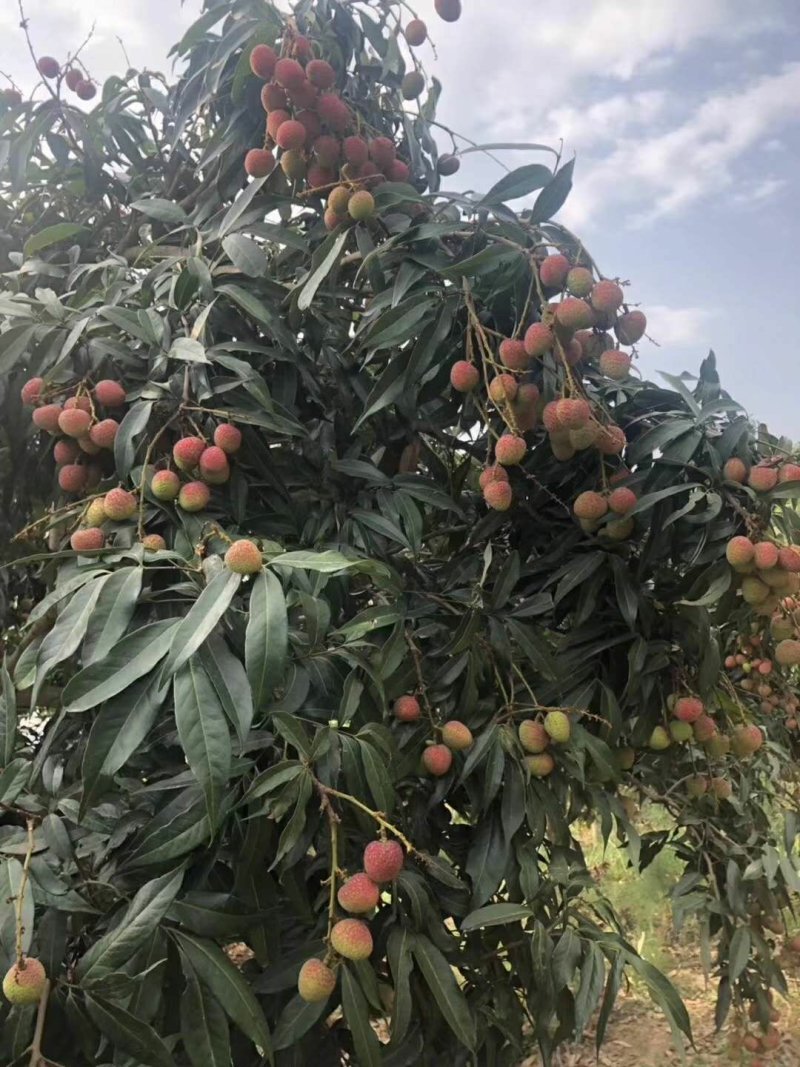云南当季新鲜水果小核甜荔枝水东