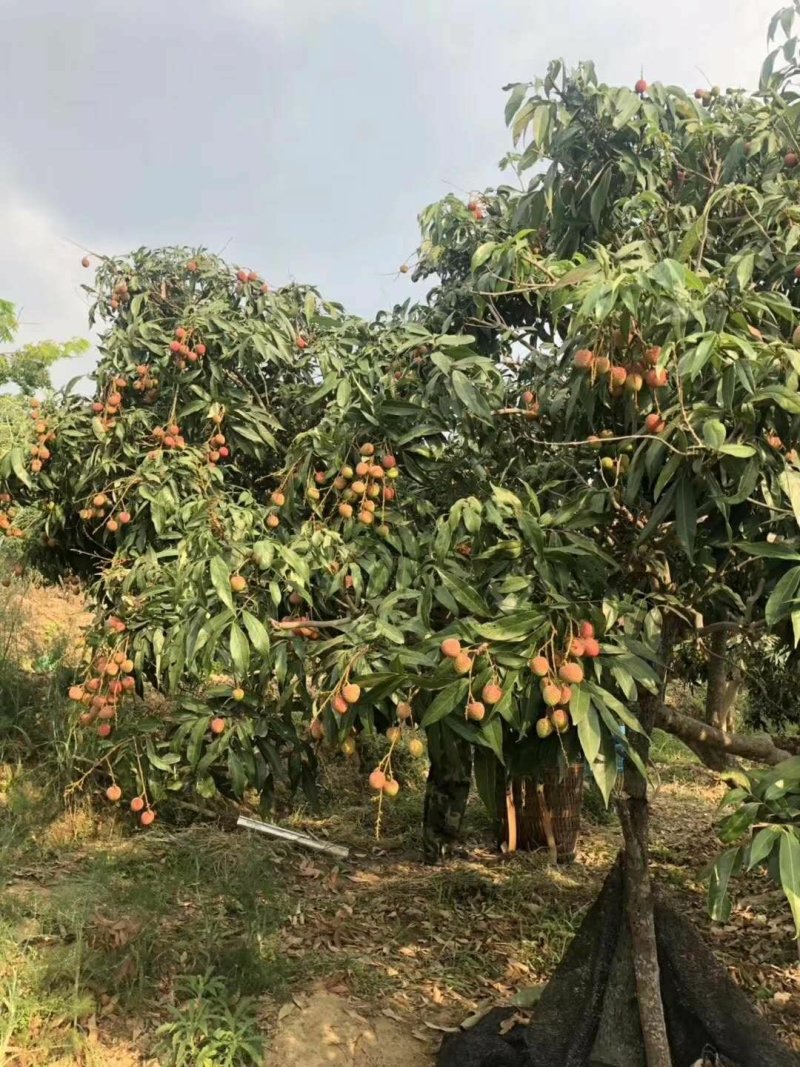 云南当季新鲜水果小核甜荔枝水东
