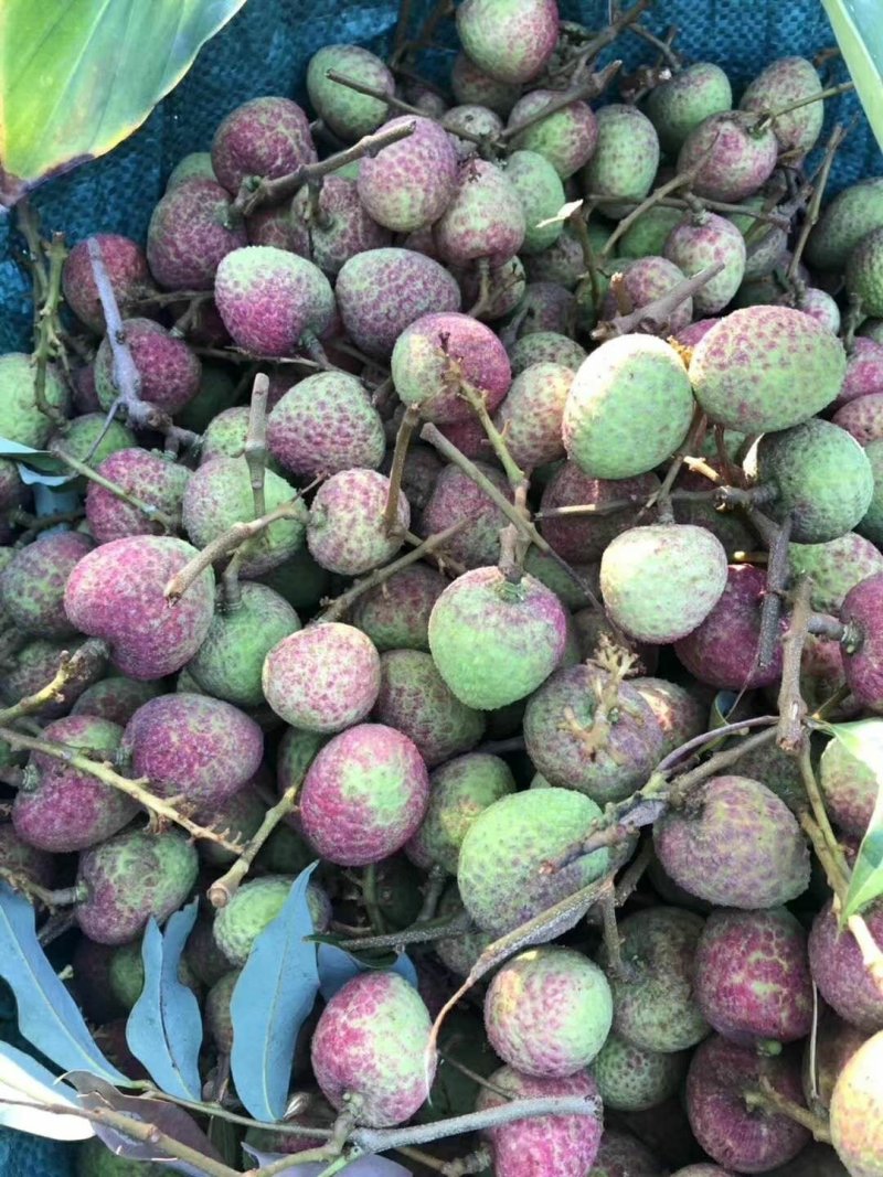 云南当季新鲜水果小核甜荔枝水东