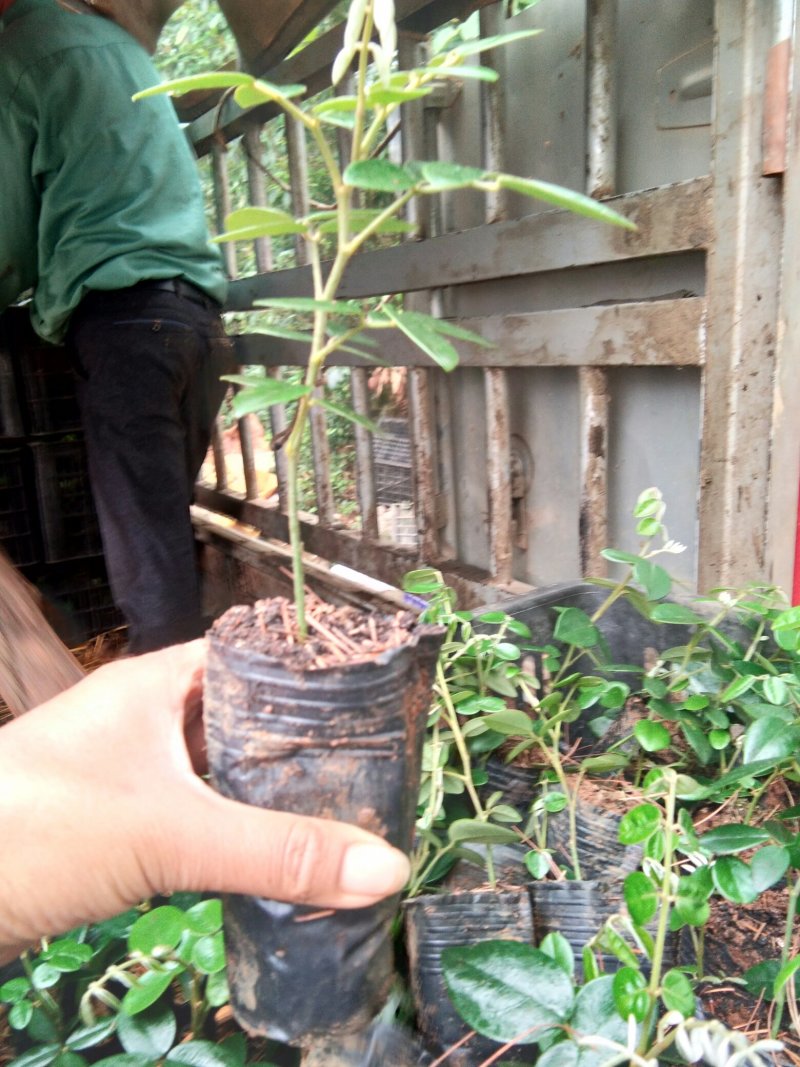 【热销】云南文山山豆根《苦参》自家苗圃静心培育坏苗补发