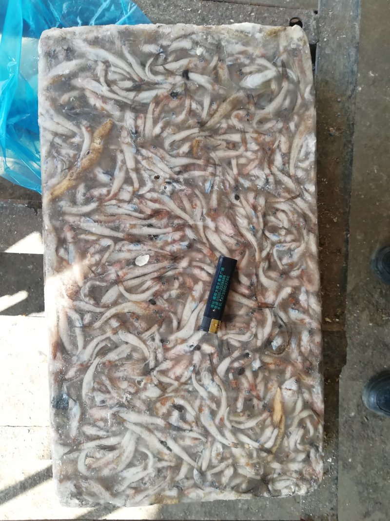 饲料鱼