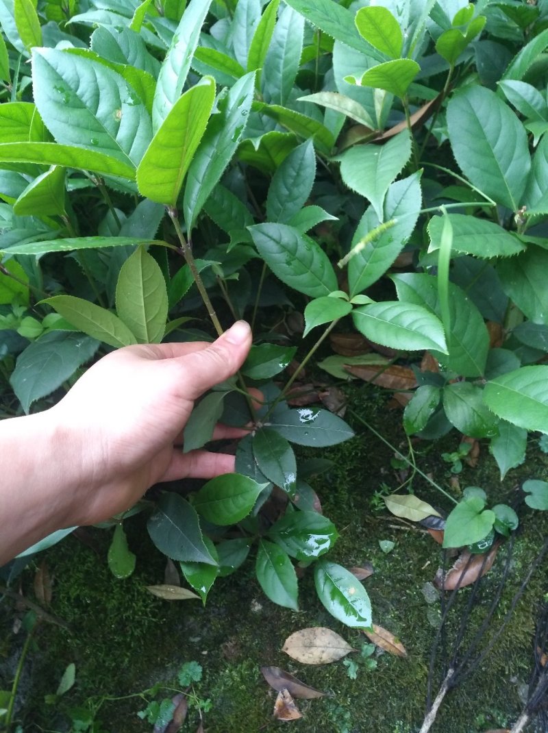四季桂，基地供应，数量大，质量优，是绿化灌木的不二选择