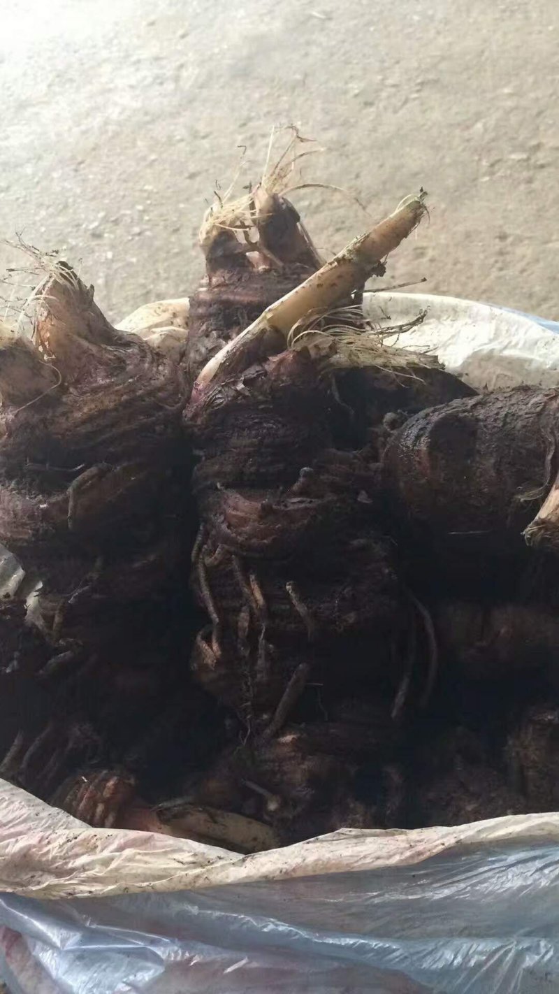 森山老林药药材