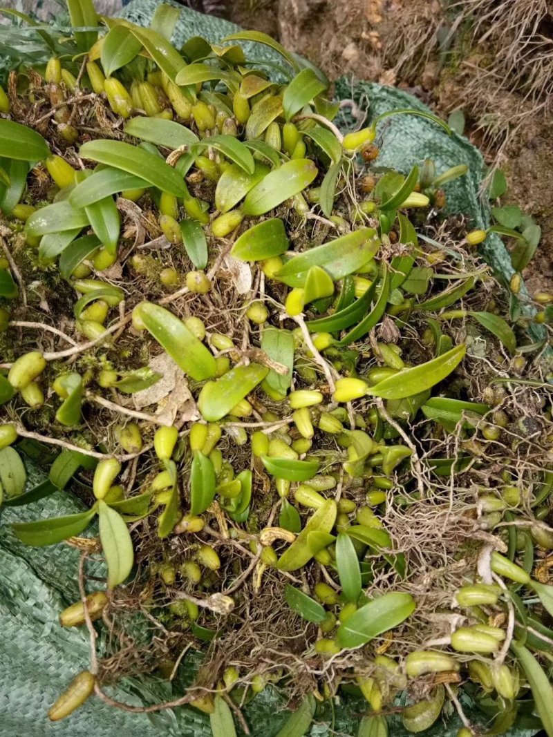 森山老林药药材