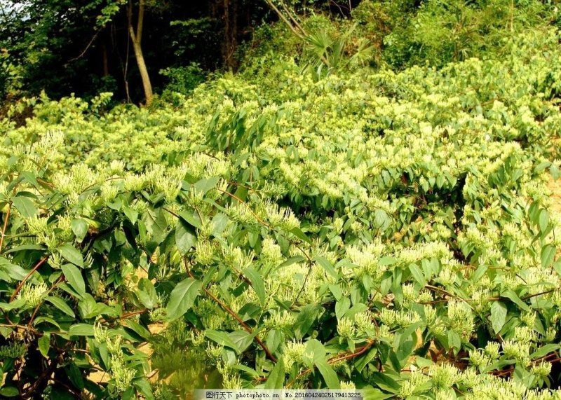 森山老林药药材