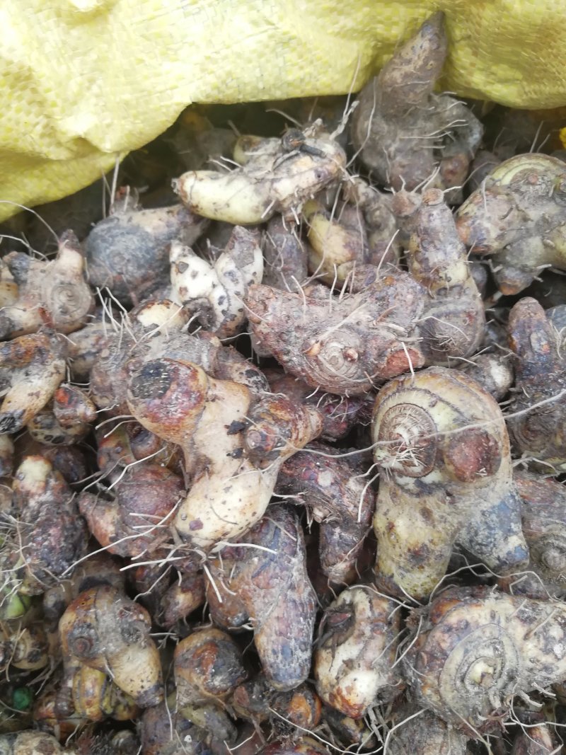森山老林药药材