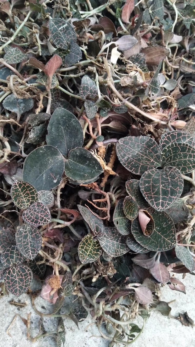 森山老林药药材