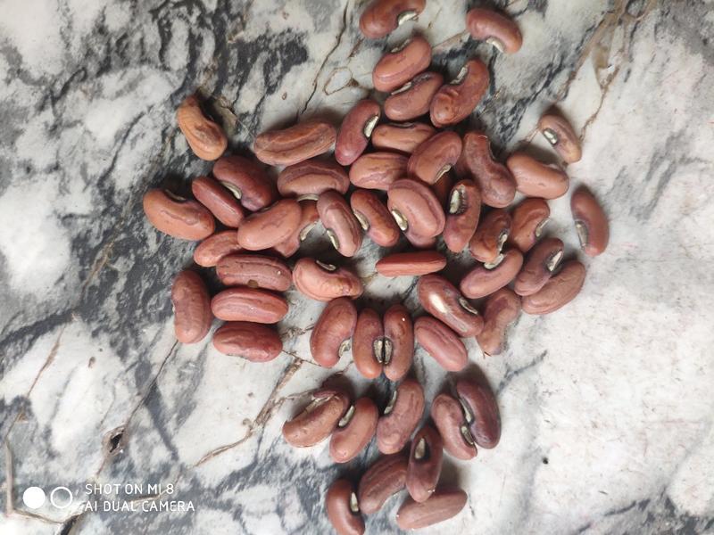 江西小叶28/2豇豆种子，抗病高产春秋两用，散装500克