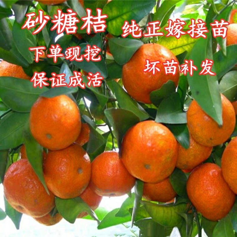 橘子苗沙糖桔树苗包成活包品种包结果