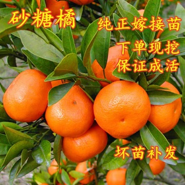 橘子苗沙糖桔树苗包成活包品种包结果