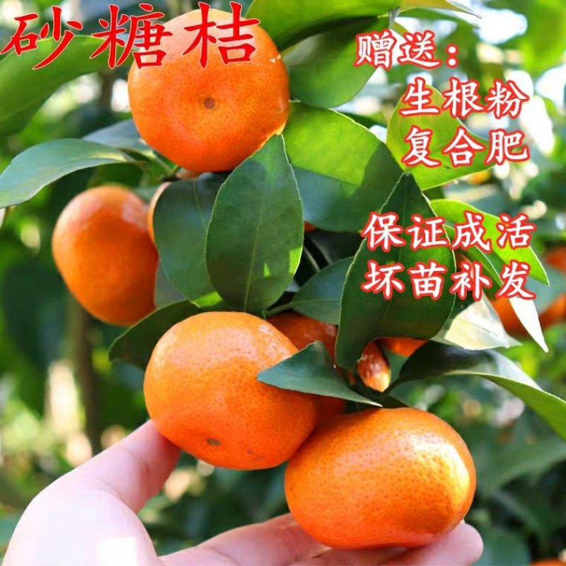 橘子苗沙糖桔树苗包成活包品种包结果