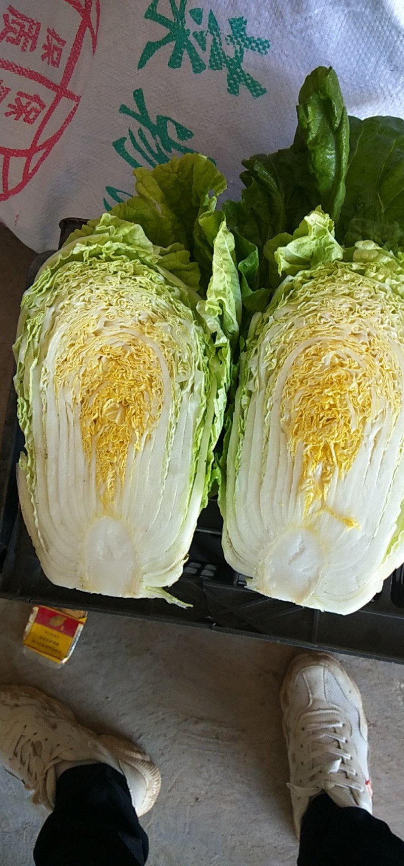 夏阳白嘎嘎嘎嘎嘎嘎嘎滚滚滚
