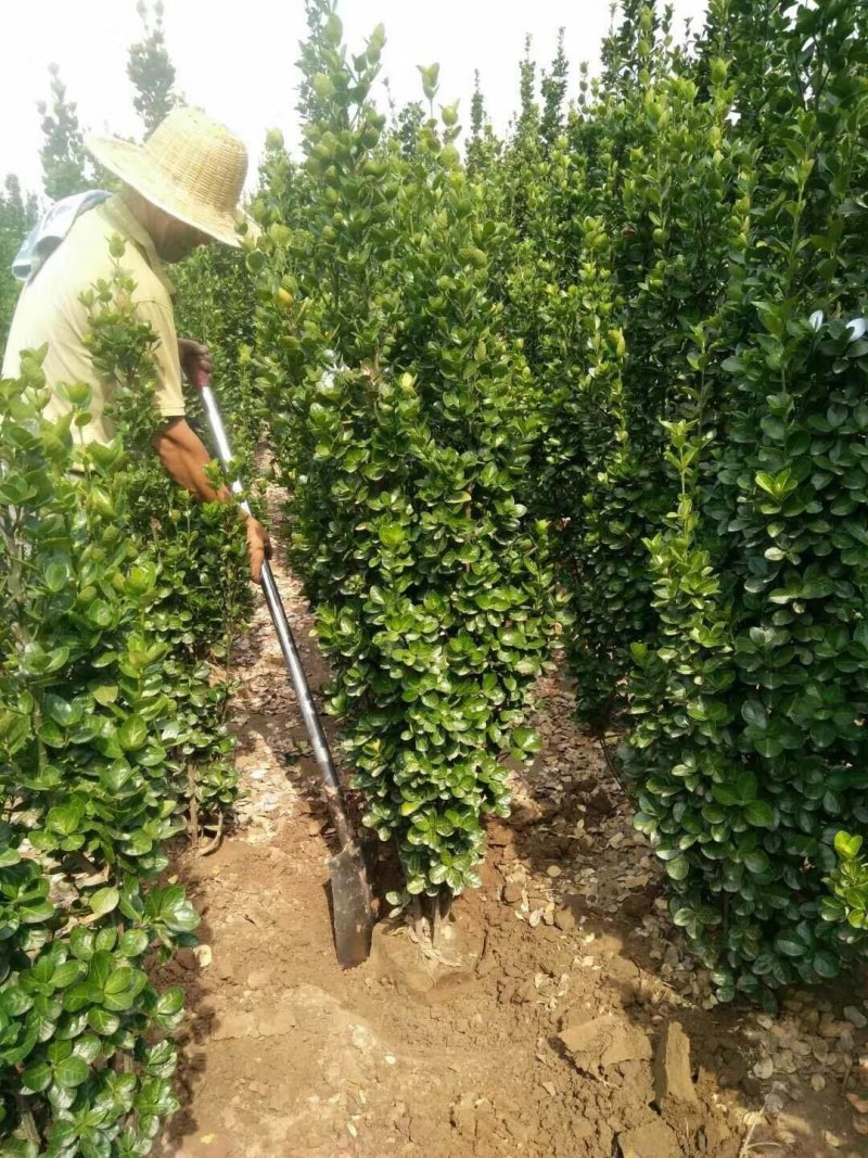 北海道高度2米量大供应商