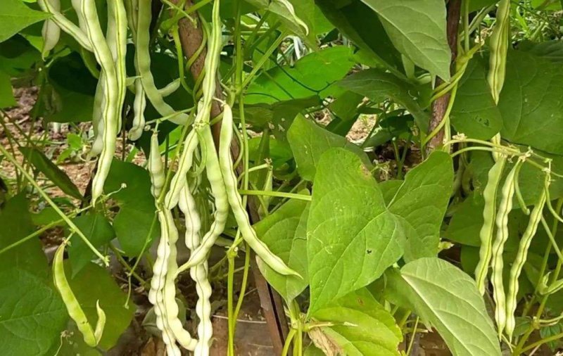白不老豆角