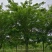 五角枫8-25公分量大供应商