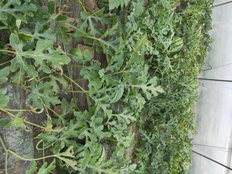 8424