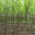白蜡树3-25公分量大供应