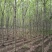 白蜡树3-25公分量大供应