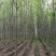 白蜡树3-25公分量大供应