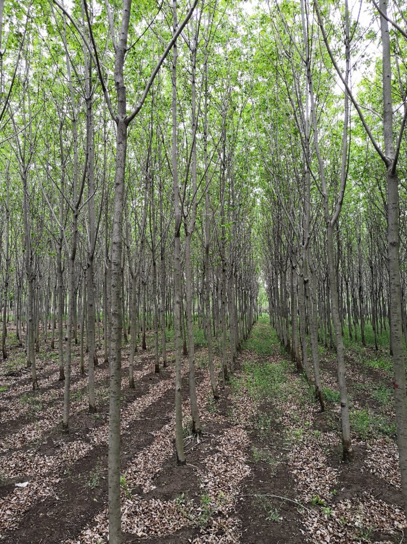 白蜡树3-25公分量大供应