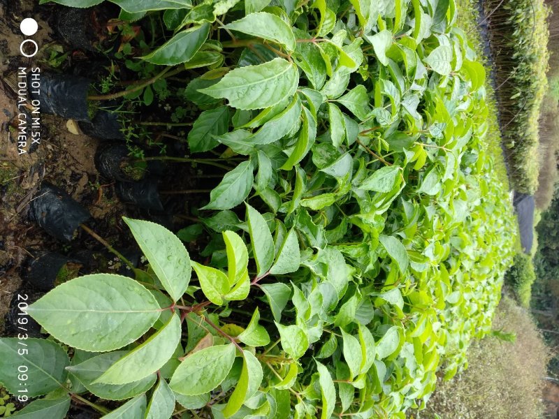 秋枫重阳木绿化造林苗木