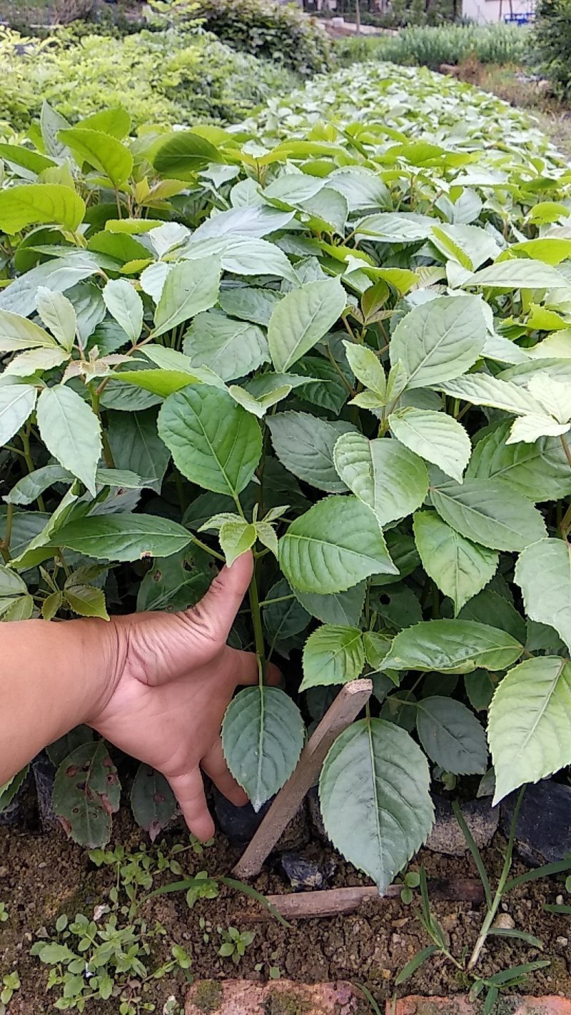 秋枫重阳木绿化造林苗木