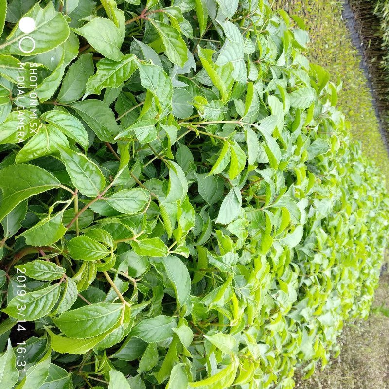 秋枫重阳木绿化造林苗木