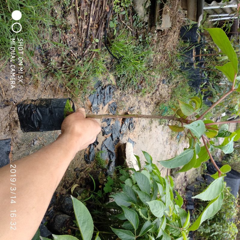 秋枫重阳木绿化造林苗木