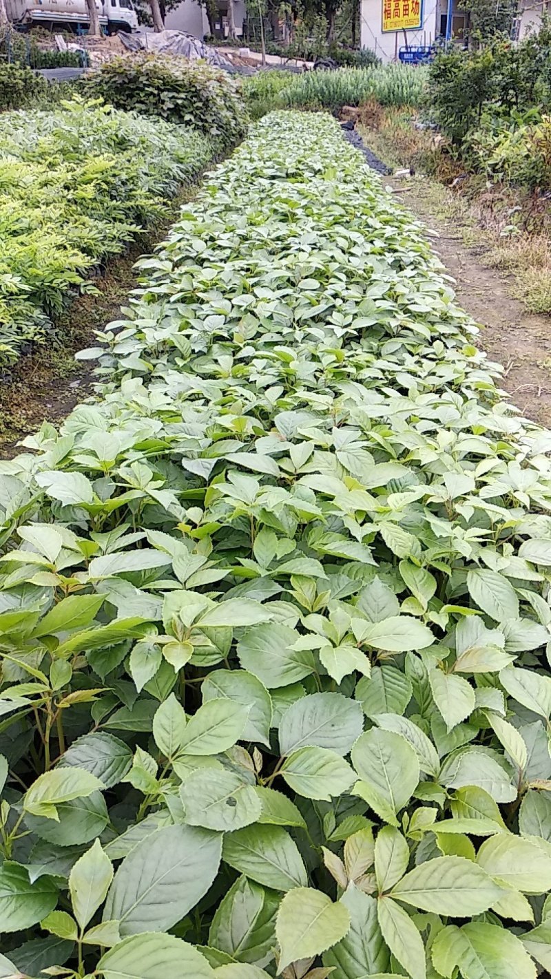 秋枫重阳木绿化造林苗木