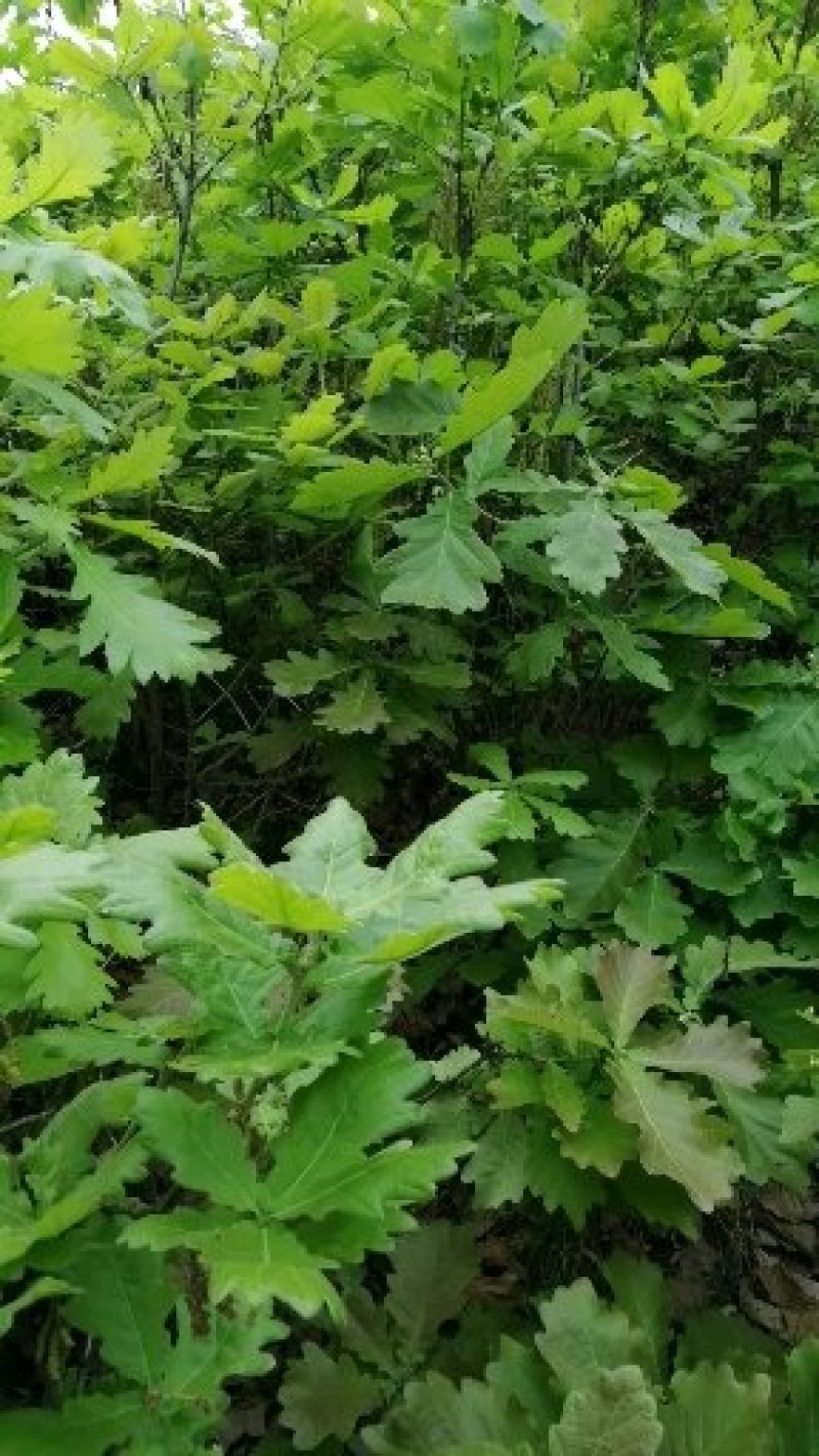 洛阳槲叶粽子叶端午节粽子叶全国供应品好可视频看货