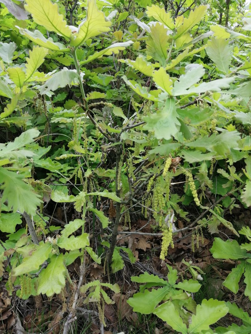 洛阳槲叶粽子叶端午节粽子叶全国供应品好可视频看货