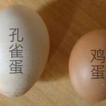 孔雀蛋食用的也有受精蛋大量有货全国各地都可发货