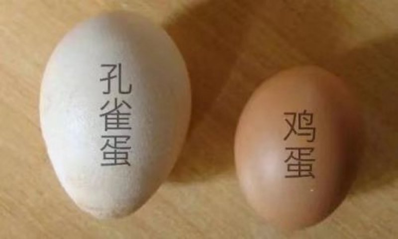 孔雀蛋食用的也有受精蛋大量有货全国各地都可发货