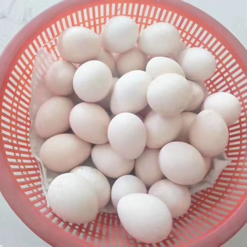 孔雀蛋食用的也有受精蛋大量有货全国各地都可发货