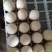 孔雀蛋食用的也有受精蛋大量有货全国各地都可发货