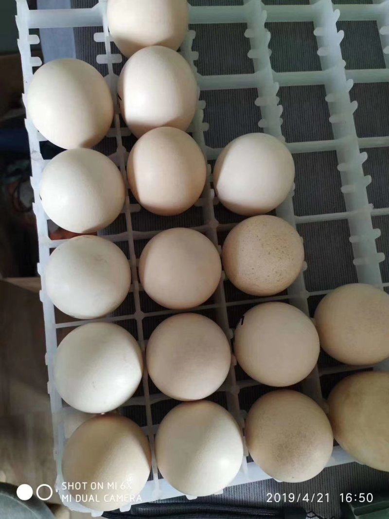 孔雀蛋食用的也有受精蛋大量有货全国各地都可发货