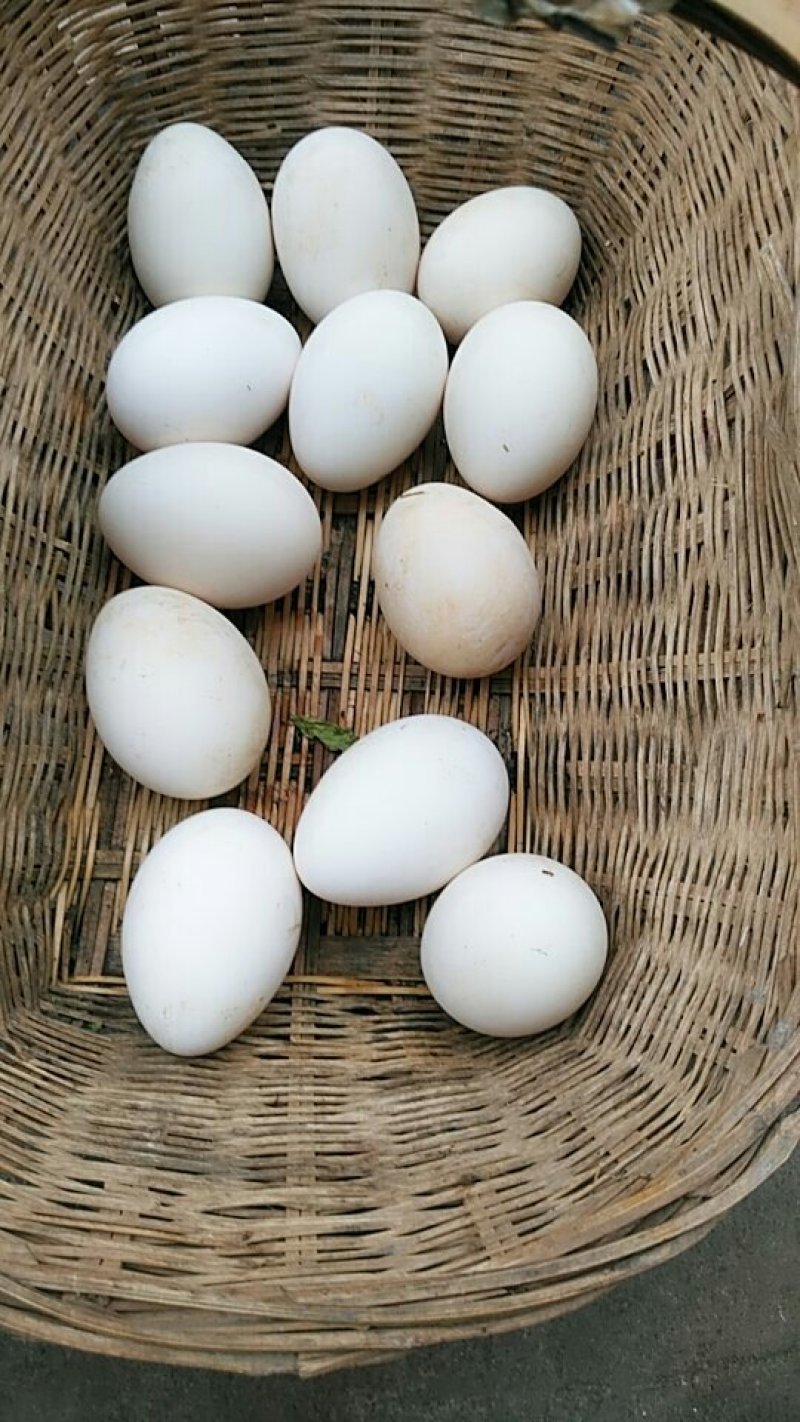 鹅蛋