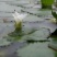 菱角种子青菱角种子红菱角种子优质菱角种苗水红菱角种