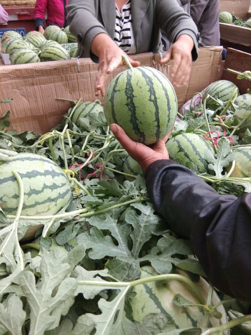 8424、美都有籽，产地河南商丘，质量保证，支持各种包装