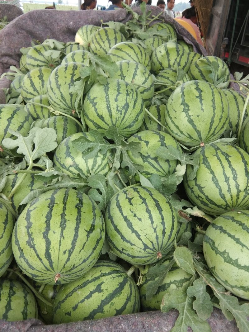 8424、美都有籽，产地河南商丘，质量保证，支持各种包装
