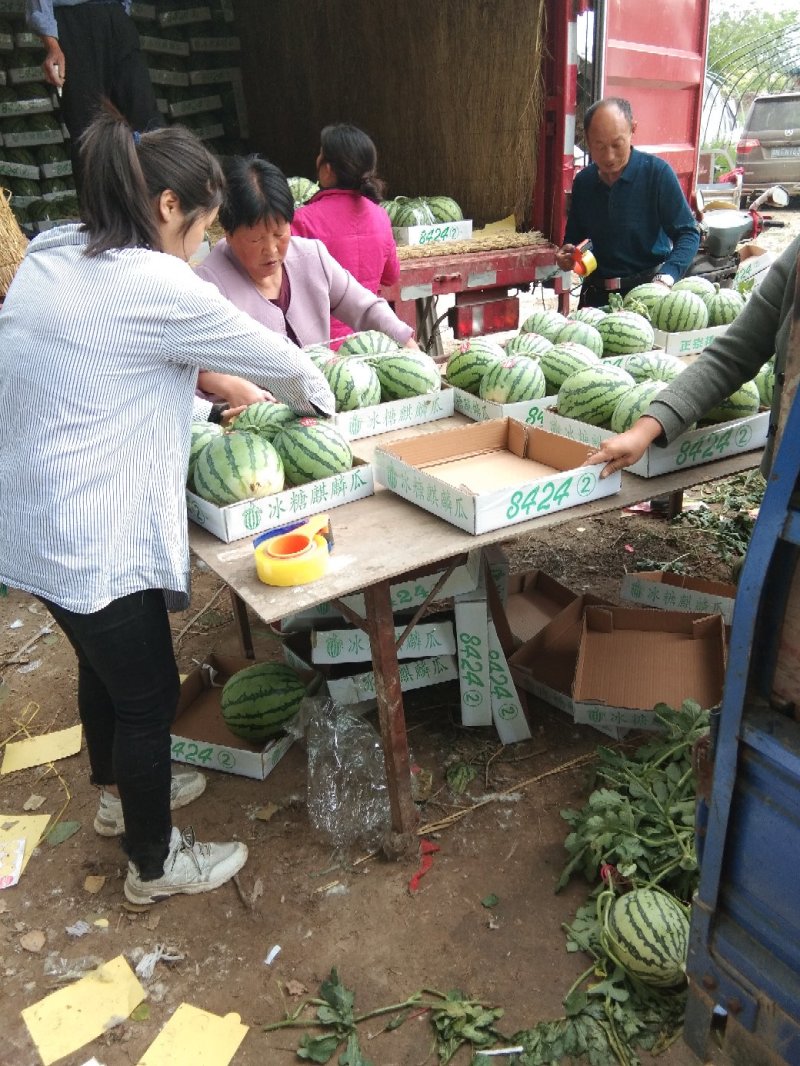 8424、美都有籽，产地河南商丘，质量保证，支持各种包装